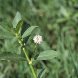 Alternanthera philoxeroides at Monash, ACT - 28 Feb 2016