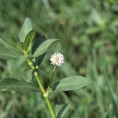 Alternanthera philoxeroides (Alligator Weed) at Monash, ACT - 28 Feb 2016 by MichaelBedingfield