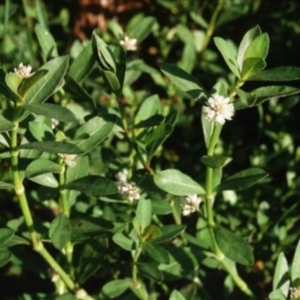 Alternanthera philoxeroides at Monash, ACT - 28 Feb 2016 12:00 AM