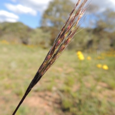Bothriochloa macra (Red Grass, Red-leg Grass) at Conder, ACT - 23 Nov 2015 by MichaelBedingfield