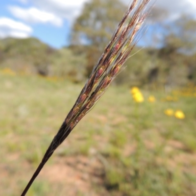 Bothriochloa macra (Red Grass, Red-leg Grass) at Conder, ACT - 23 Nov 2015 by michaelb