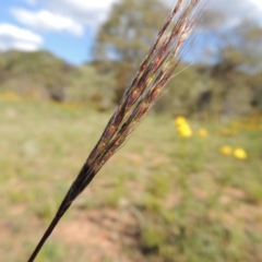 Bothriochloa macra (Red Grass, Red-leg Grass) at Tuggeranong Hill - 23 Nov 2015 by michaelb
