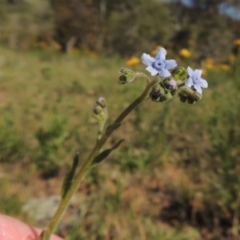 Cynoglossum australe (Australian Forget-me-not) at Conder, ACT - 23 Nov 2015 by michaelb