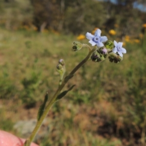 Cynoglossum australe at Conder, ACT - 23 Nov 2015