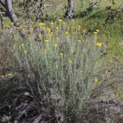 Chrysocephalum semipapposum (Clustered Everlasting) at Conder, ACT - 23 Nov 2015 by MichaelBedingfield