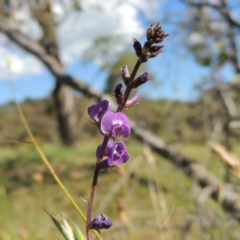 Glycine tabacina (Variable Glycine) at Conder, ACT - 23 Nov 2015 by MichaelBedingfield