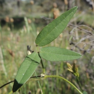 Glycine tabacina at Conder, ACT - 23 Nov 2015 05:31 PM