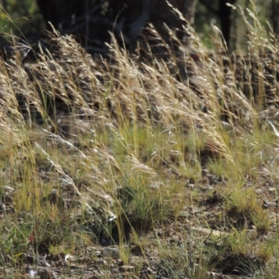 Austrostipa scabra subsp. falcata (Rough Spear-grass) at Calwell, ACT - 23 Nov 2015 by michaelb