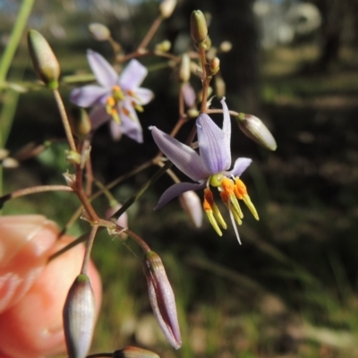 Dianella sp. aff. longifolia (Benambra) (Pale Flax Lily, Blue Flax Lily) at Calwell, ACT - 23 Nov 2015 by michaelb