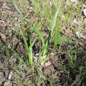 Dianella sp. aff. longifolia (Benambra) at Calwell, ACT - 23 Nov 2015 06:03 PM