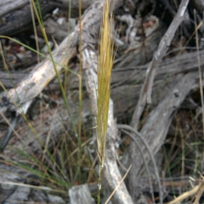 Austrostipa densiflora (Foxtail Speargrass) at Sutton, NSW - 4 Jan 2016 by Talie