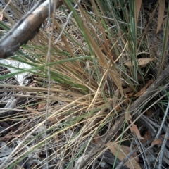 Austrostipa densiflora at Sutton, NSW - 4 Jan 2016 04:54 PM