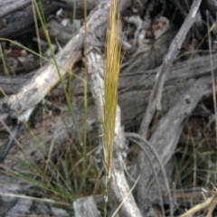 Austrostipa densiflora at Sutton, NSW - 4 Jan 2016 04:54 PM