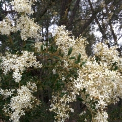 Bursaria spinosa (Native Blackthorn, Sweet Bursaria) at QPRC LGA - 4 Jan 2016 by Talie