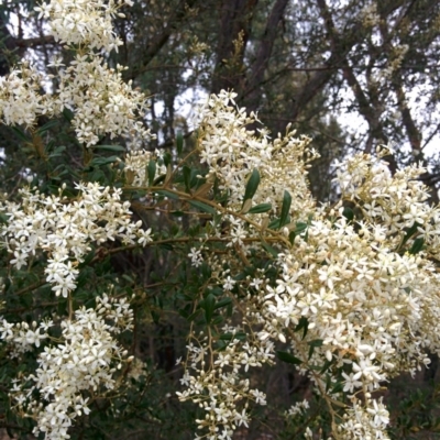 Bursaria spinosa (Native Blackthorn, Sweet Bursaria) at Sutton, NSW - 4 Jan 2016 by Talie