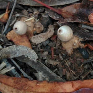 Geastrum sp. at Bywong, NSW - 4 Jan 2016