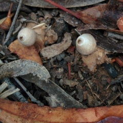 Geastrum sp. (Geastrum sp.) at Bywong, NSW - 4 Jan 2016 by Talie