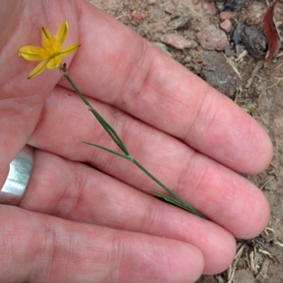 Tricoryne elatior (Yellow Rush Lily) at QPRC LGA - 4 Jan 2016 by Talie