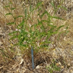 Securigera varia (Crown Vetch) at Stromlo, ACT - 14 Dec 2015 by Darren