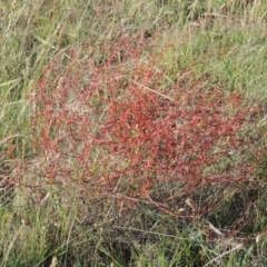 Rumex dumosus (Wiry Dock) at Bonython, ACT - 26 Nov 2015 by michaelb