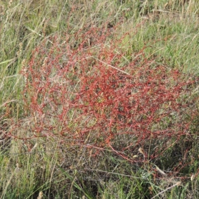 Rumex dumosus (Wiry Dock) at Barneys Hill/Mt Stranger - 26 Nov 2015 by michaelb