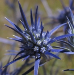 Eryngium ovinum (Blue Devil) at Macgregor, ACT - 30 Dec 2015 by pinnaCLE