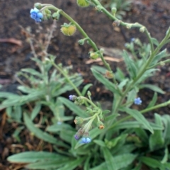 Cynoglossum australe (Australian Forget-me-not) at Sutton, NSW - 5 Jan 2016 by Talie