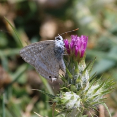 Lampides boeticus (Long-tailed Pea-blue) at Majura, ACT - 14 Oct 2015 by SuziBond