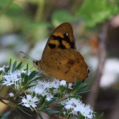 Heteronympha solandri (Solander's Brown) at Uriarra, ACT - 30 Dec 2015 by SuziBond