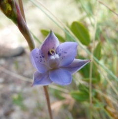Thelymitra simulata (Graceful Sun-orchid) at Mount Clear, ACT - 9 Nov 2015 by SuziBond