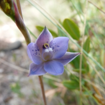 Thelymitra simulata (Graceful Sun-orchid) at Namadgi National Park - 9 Nov 2015 by SuziBond