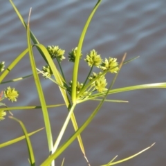 Cyperus eragrostis (Umbrella Sedge) at Bonython, ACT - 26 Nov 2015 by MichaelBedingfield