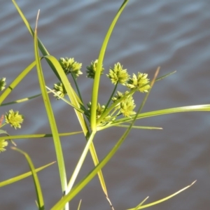 Cyperus eragrostis at Bonython, ACT - 26 Nov 2015