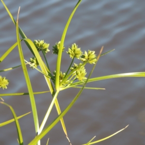 Cyperus eragrostis at Bonython, ACT - 26 Nov 2015 07:08 PM