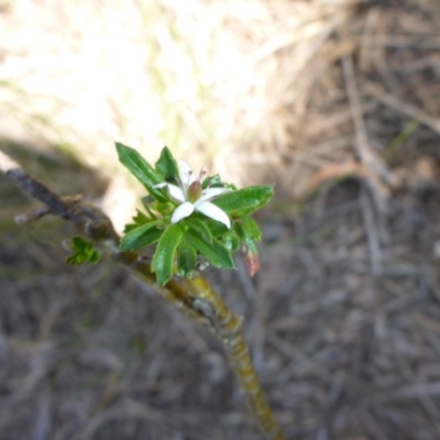 Rhytidosporum procumbens (White Marianth) at Mount Fairy, NSW - 25 Oct 2015 by JanetRussell