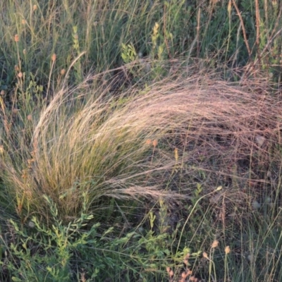 Nassella trichotoma (Serrated Tussock) at Bonython, ACT - 26 Nov 2015 by michaelb