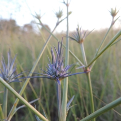 Eryngium ovinum (Blue Devil) at Bonython, ACT - 26 Nov 2015 by michaelb