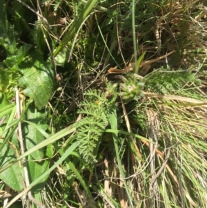 Oreomyrrhis eriopoda at Mount Clear, ACT - 6 Jan 2016 08:21 AM