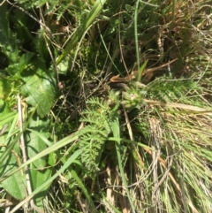 Oreomyrrhis eriopoda at Mount Clear, ACT - 6 Jan 2016 08:21 AM