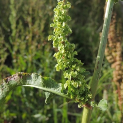 Rumex crispus (Curled Dock) at Point Hut to Tharwa - 1 Dec 2015 by michaelb