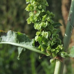 Rumex crispus at Paddys River, ACT - 1 Dec 2015