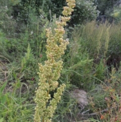 Rumex crispus at Paddys River, ACT - 1 Dec 2015