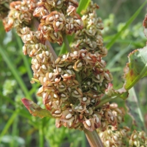 Rumex crispus at Paddys River, ACT - 1 Dec 2015