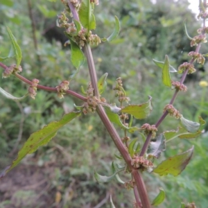 Rumex conglomeratus at Paddys River, ACT - 1 Dec 2015 06:49 PM