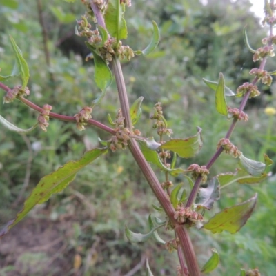 Rumex conglomeratus (Clustered Dock) at Point Hut to Tharwa - 1 Dec 2015 by michaelb