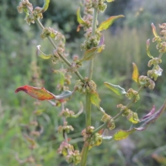 Rumex conglomeratus at Paddys River, ACT - 1 Dec 2015 06:49 PM