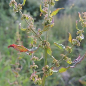 Rumex conglomeratus at Paddys River, ACT - 1 Dec 2015 06:49 PM