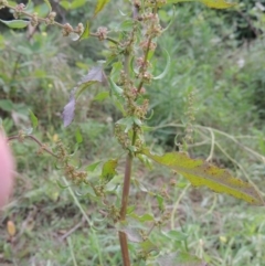 Rumex conglomeratus at Paddys River, ACT - 1 Dec 2015 06:49 PM