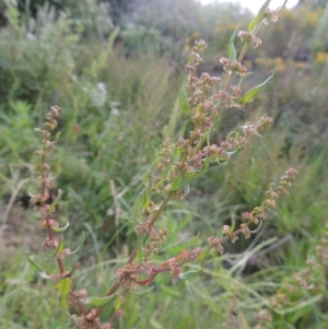 Rumex conglomeratus at Paddys River, ACT - 1 Dec 2015 06:49 PM