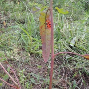 Rumex conglomeratus at Paddys River, ACT - 1 Dec 2015